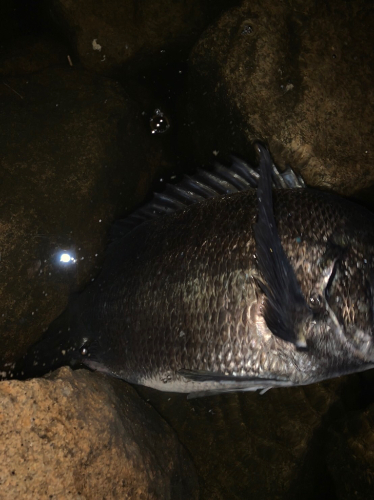 チヌハンターパート45