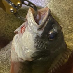 ヘチってきました