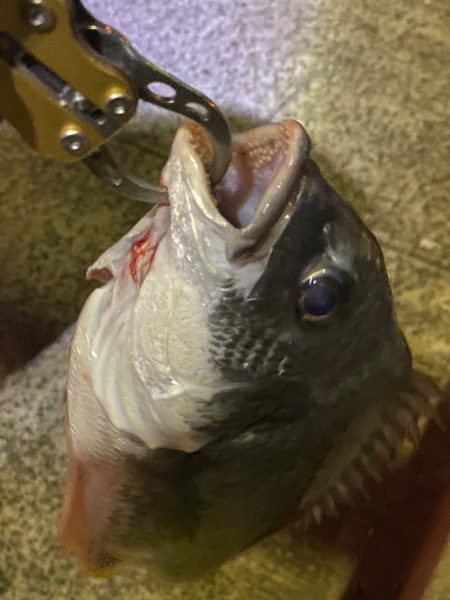 ヘチってきました