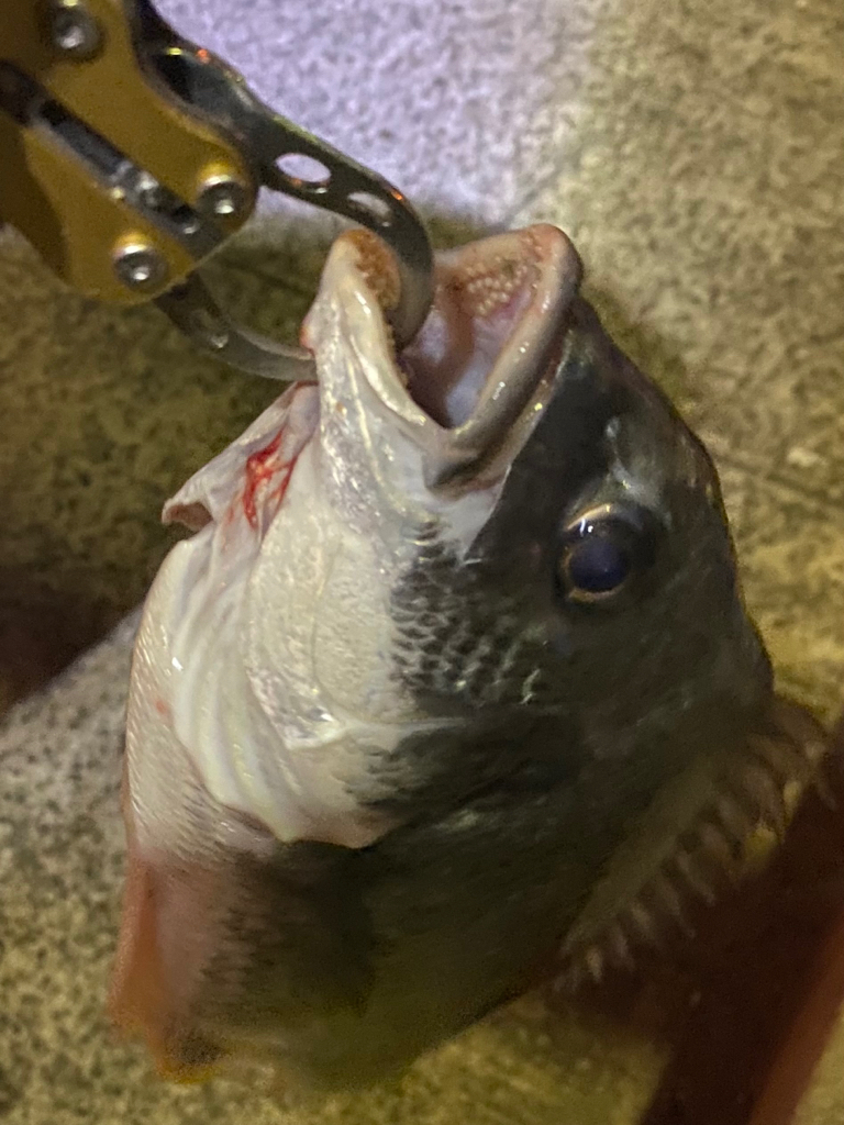 ヘチってきました