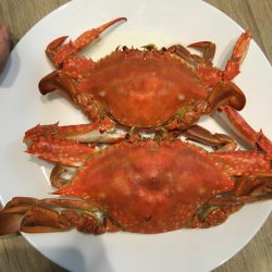 初めてのマゴチからのワタリガニ