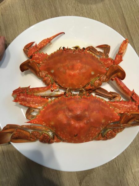 初めてのマゴチからのワタリガニ