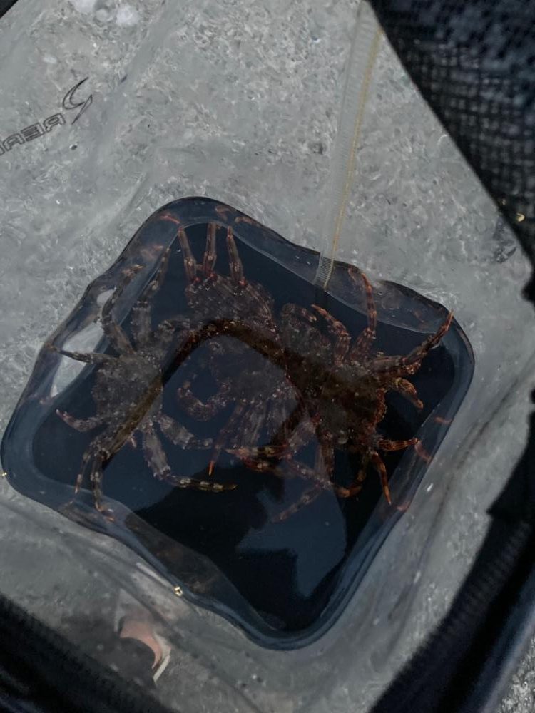 ウツボゲット！