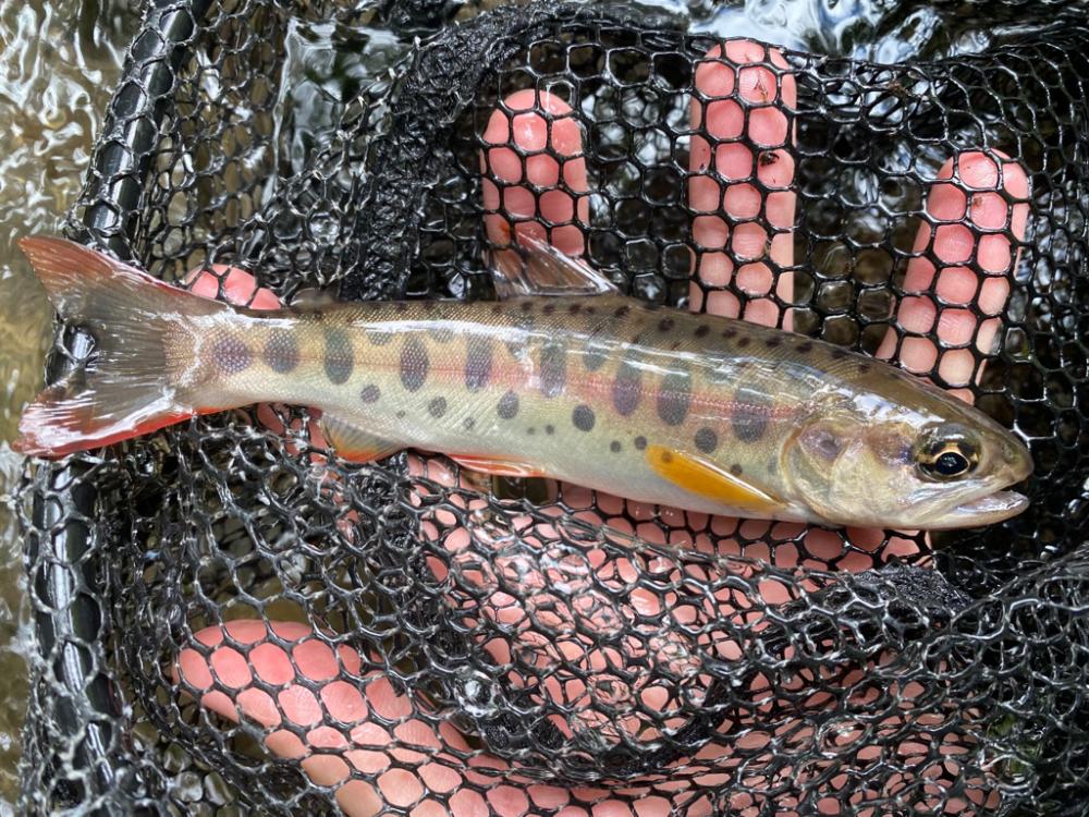 人の立ち入ってない沢！