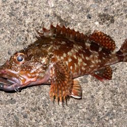 豆アジングにライトロック