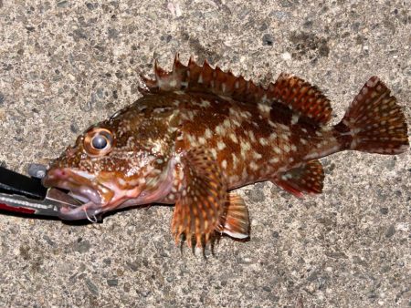 豆アジングにライトロック