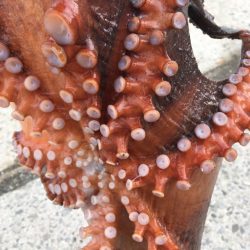 【タコフィネス】キロアップほか良型連発