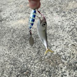 イカ イカ イカ