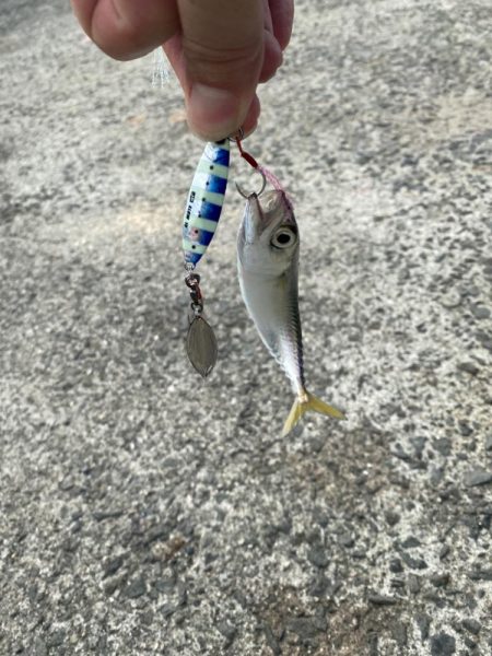 イカ イカ イカ