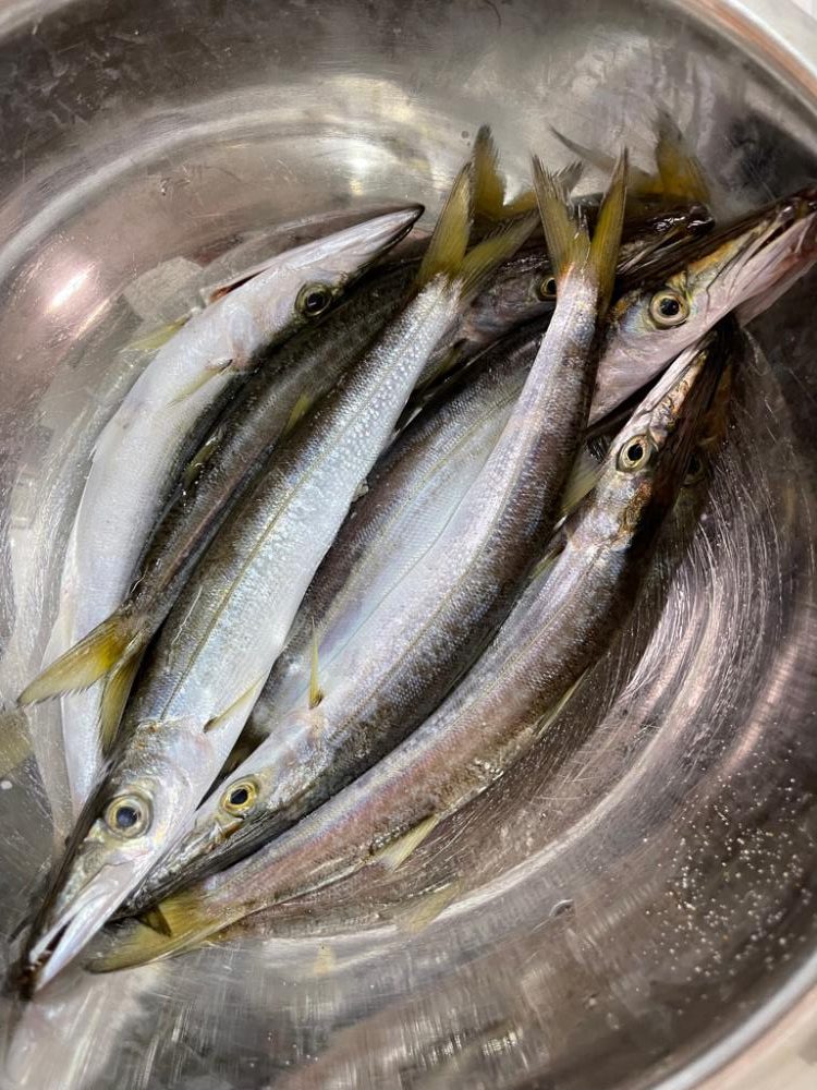 カマスフィーバー♪