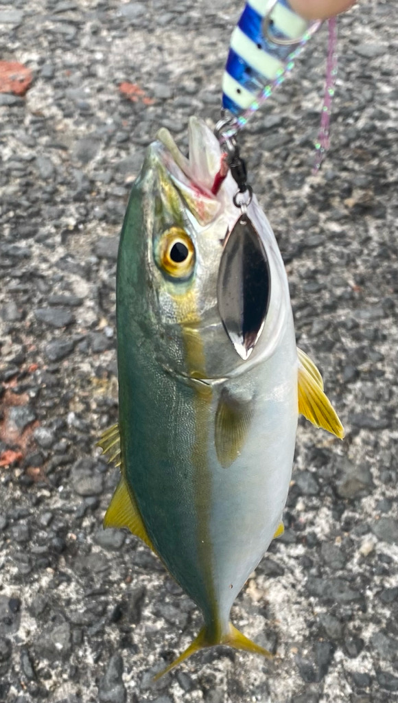 豆アジング&カワハギ