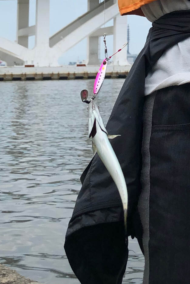 ジグサビキ で豆アジ、小サバ入れ食い