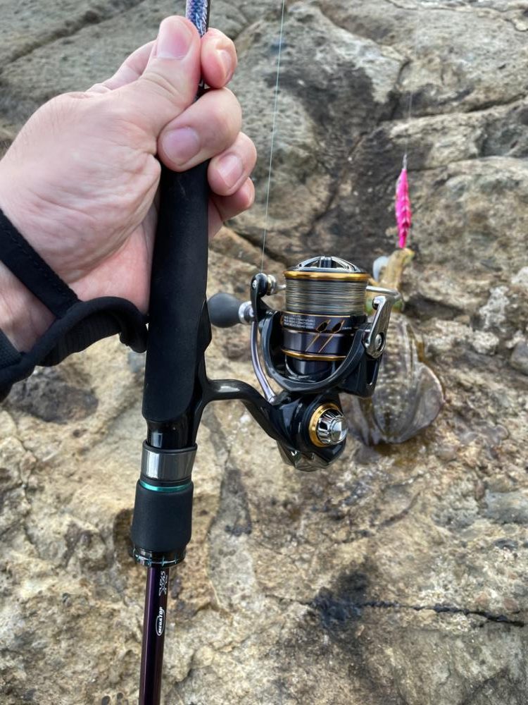 秋イカシーズン!今年はサイズがいい!