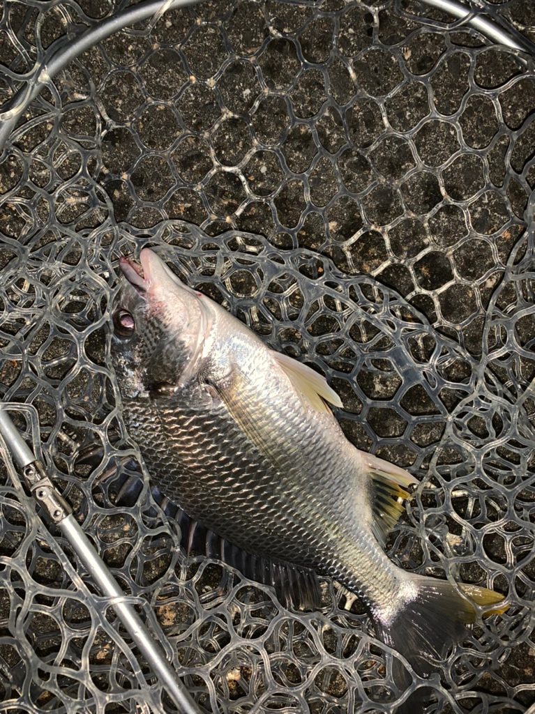 チヌハンターパート35