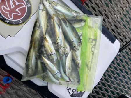 とっとパーク小島で飲ませサビキ☆