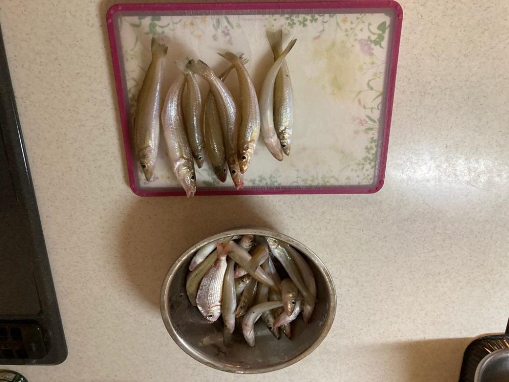 宮津へのキス釣