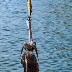 墨族大剣SP２回目の釣行で墨付け出来ました！！