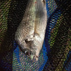 チヌハンターパート30