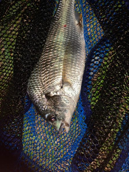 チヌハンターパート30