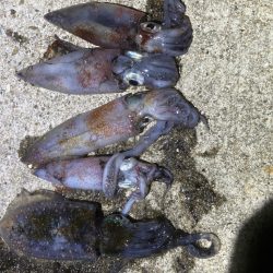 今期初ケンサキ