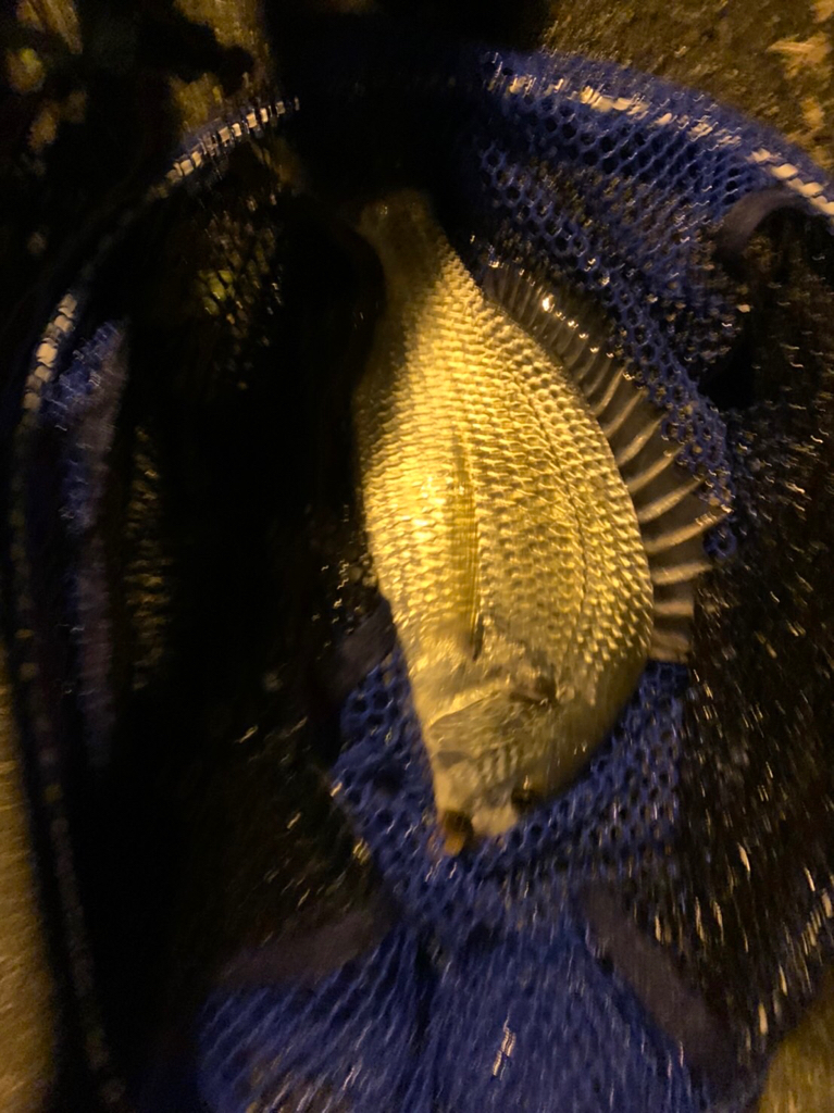 チヌハンターパート41