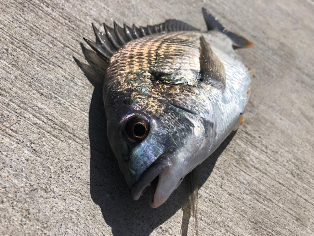 猛暑朝からエビ撒き