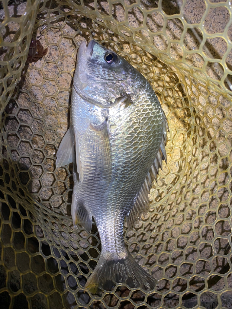 淀川ブリームゲーム