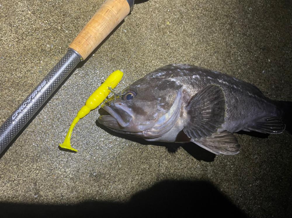 夏枯れ知らずのクロソイ釣行！