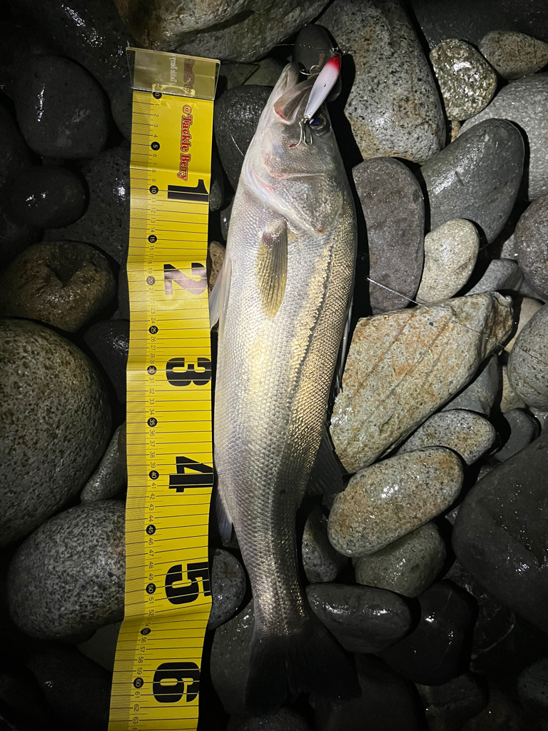 シーバス釣れました