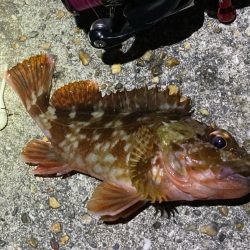 ボトムでガシラ