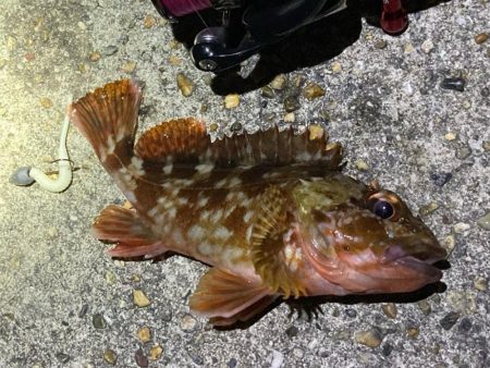 ボトムでガシラ