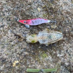 エギング中毒者が海に向かう！！