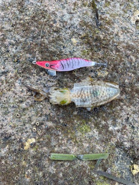 エギング中毒者が海に向かう！！