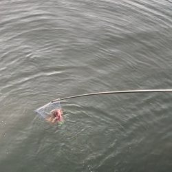 チヌ自己新記録！