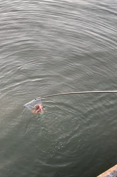 チヌ自己新記録！