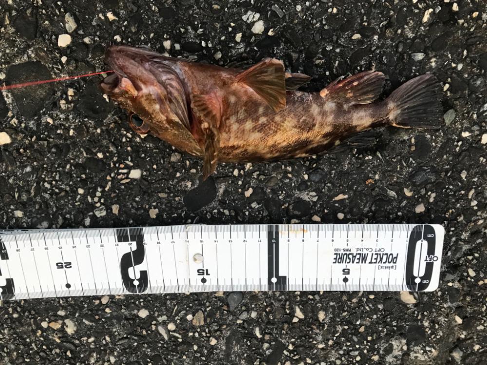 たまにサビキ。飽きたら穴釣り。