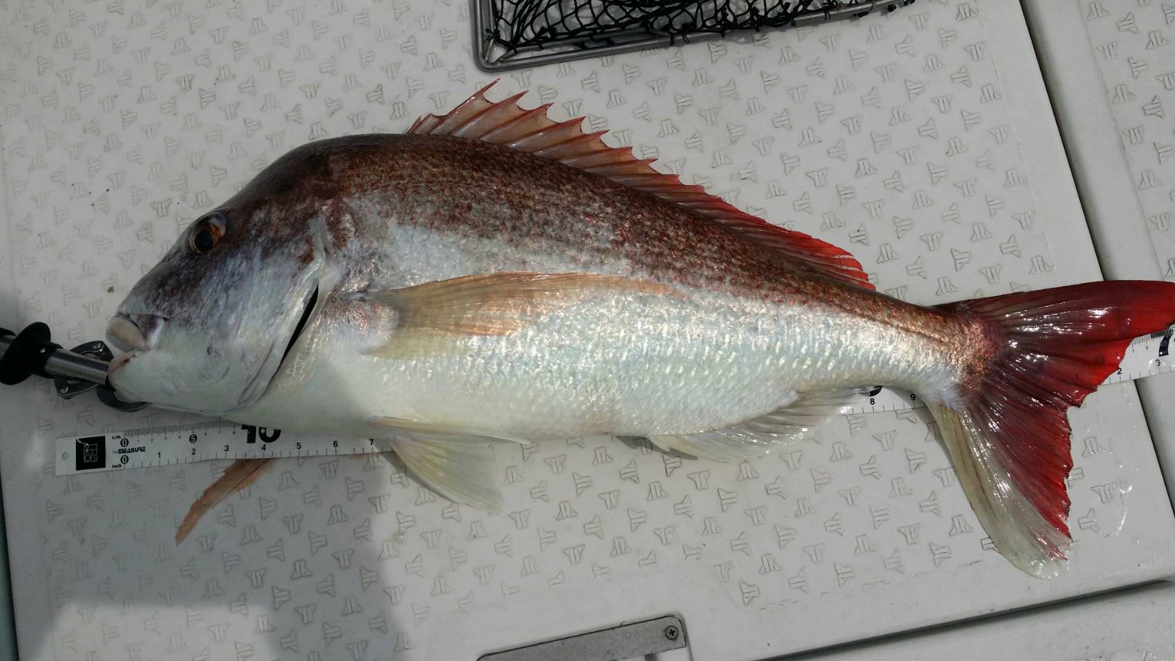 船でのモンスターハンターに挑戦！