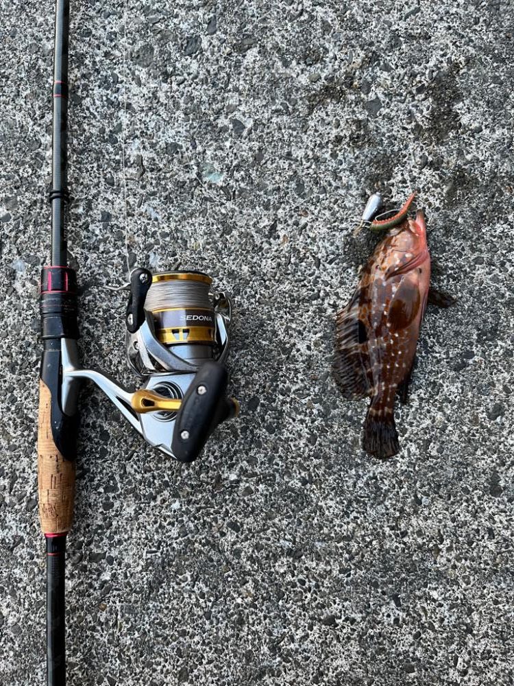 今日もアコウ、ガシラ!