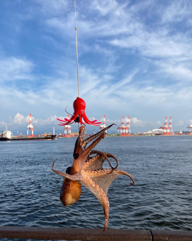 湾奥コスモ蛸。まだ何とか4杯。。。