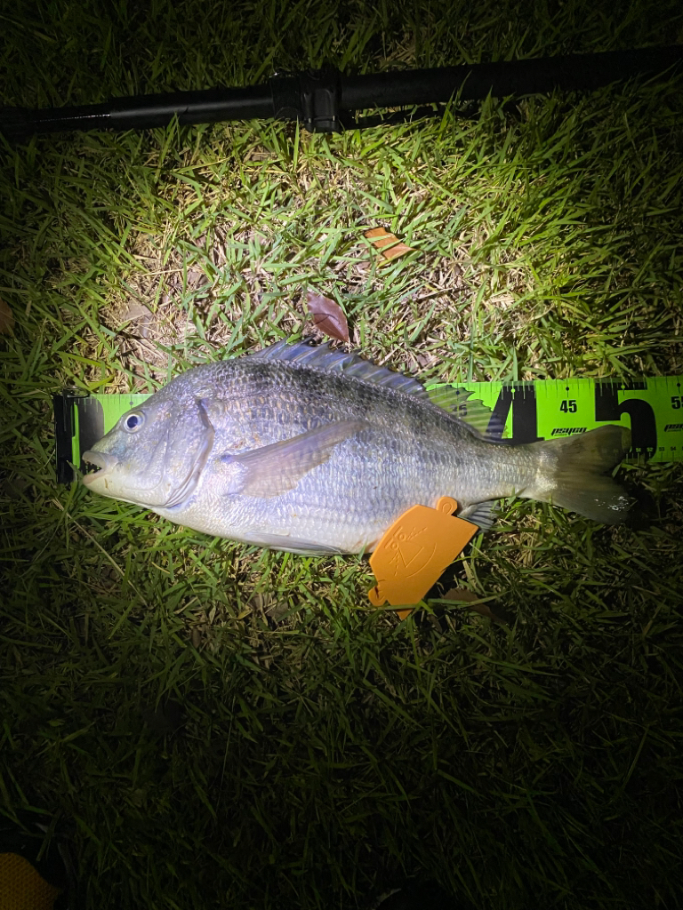 ヘチってきました