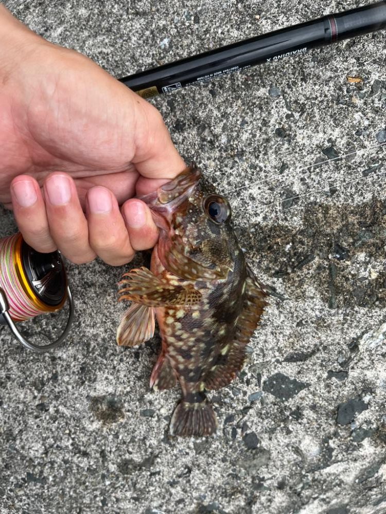 根魚、アオリイカ