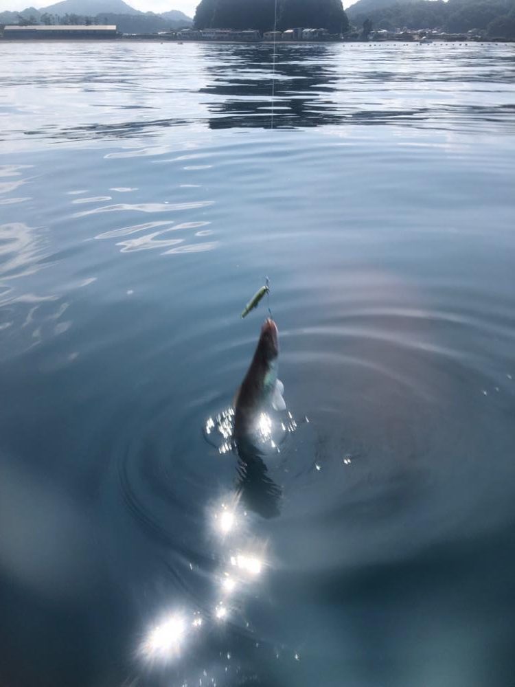 supフィッシング