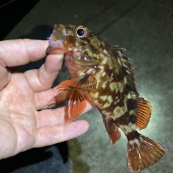 真夏のライトゲーム