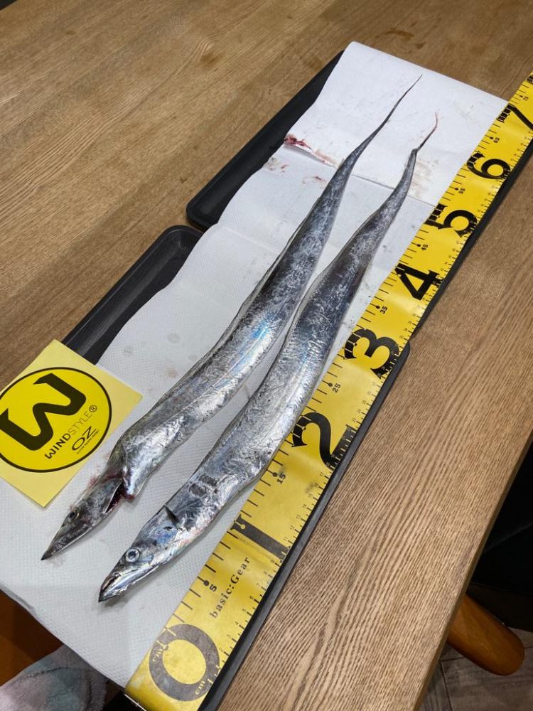 最強アクション実証、夏太刀魚攻略