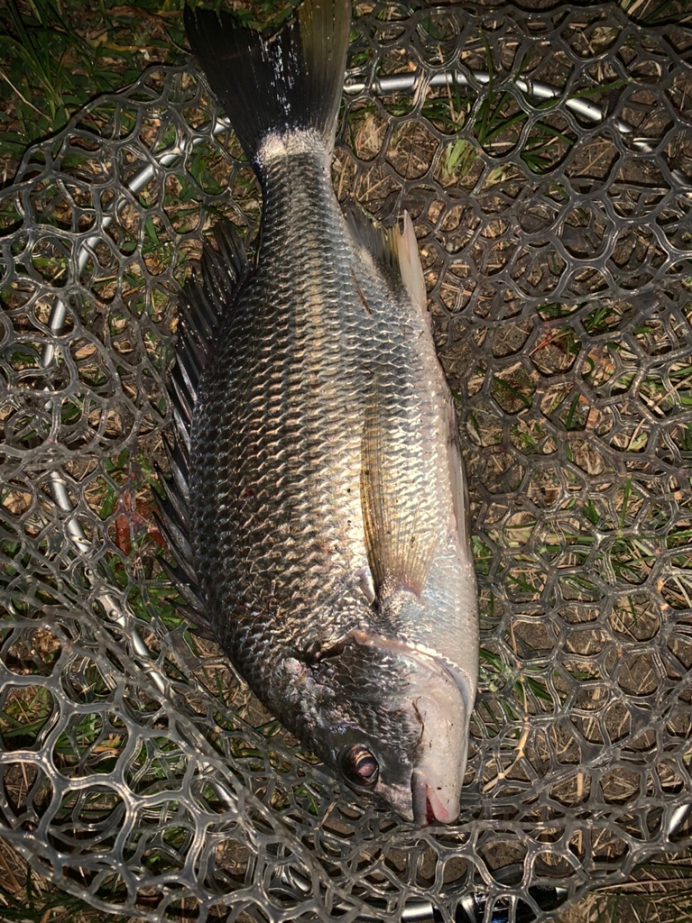 チヌハンターパート43