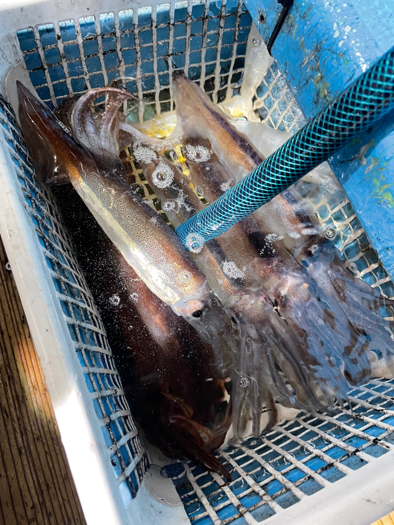 福井でイカメタル