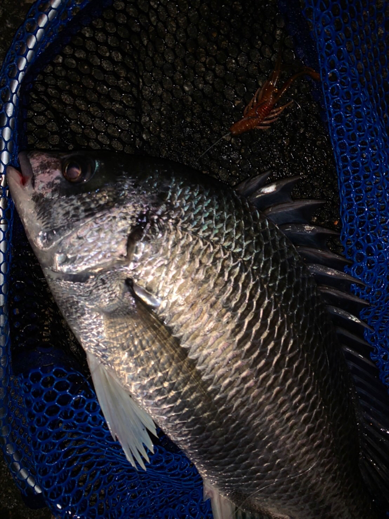 淀川のチニングでついに年無しが！