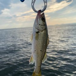 苦潮のチーバス