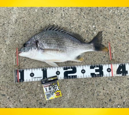 小型を釣りながら良い型を目指し