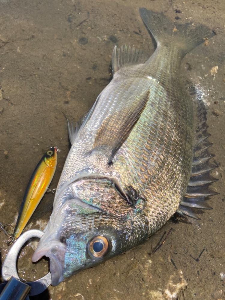 マゴチングからの〜チニング